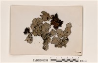 藏品(網梅衣)的圖片